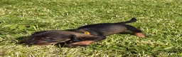 Dachshund dogs for sale: Standard Wire-Haired Dachshund Puppies - Advert 33