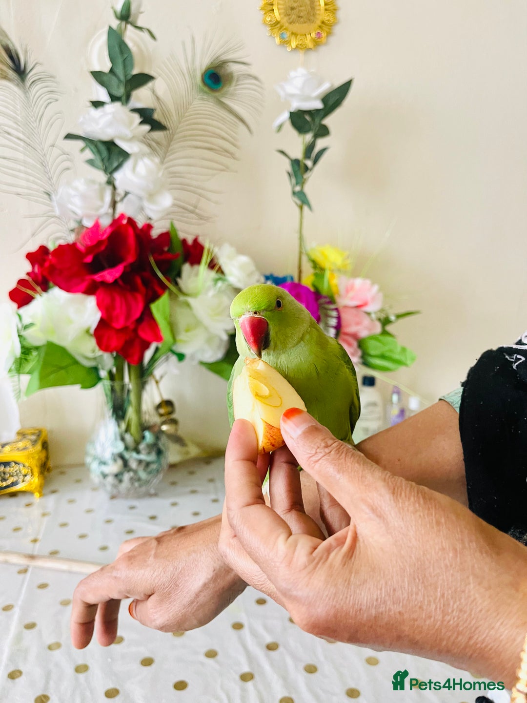 Ringnecks birds for sale: Hand Tamed/Untamed Gorgeous Ringneck for Sale - Image 8