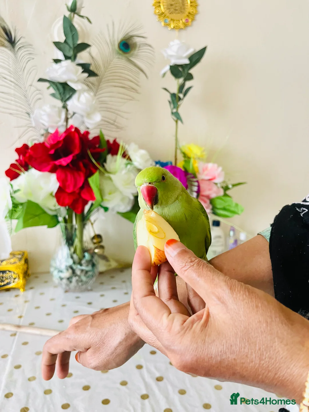 Ringnecks birds for sale: Hand Tamed/Untamed Gorgeous Ringneck for Sale - Advert 8