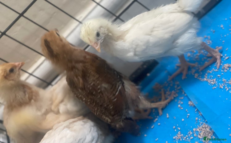 Mixed Breed poultry - Advert 14