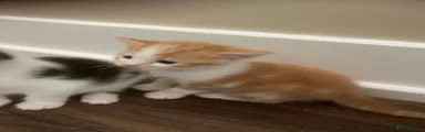 Mixed Breed 2