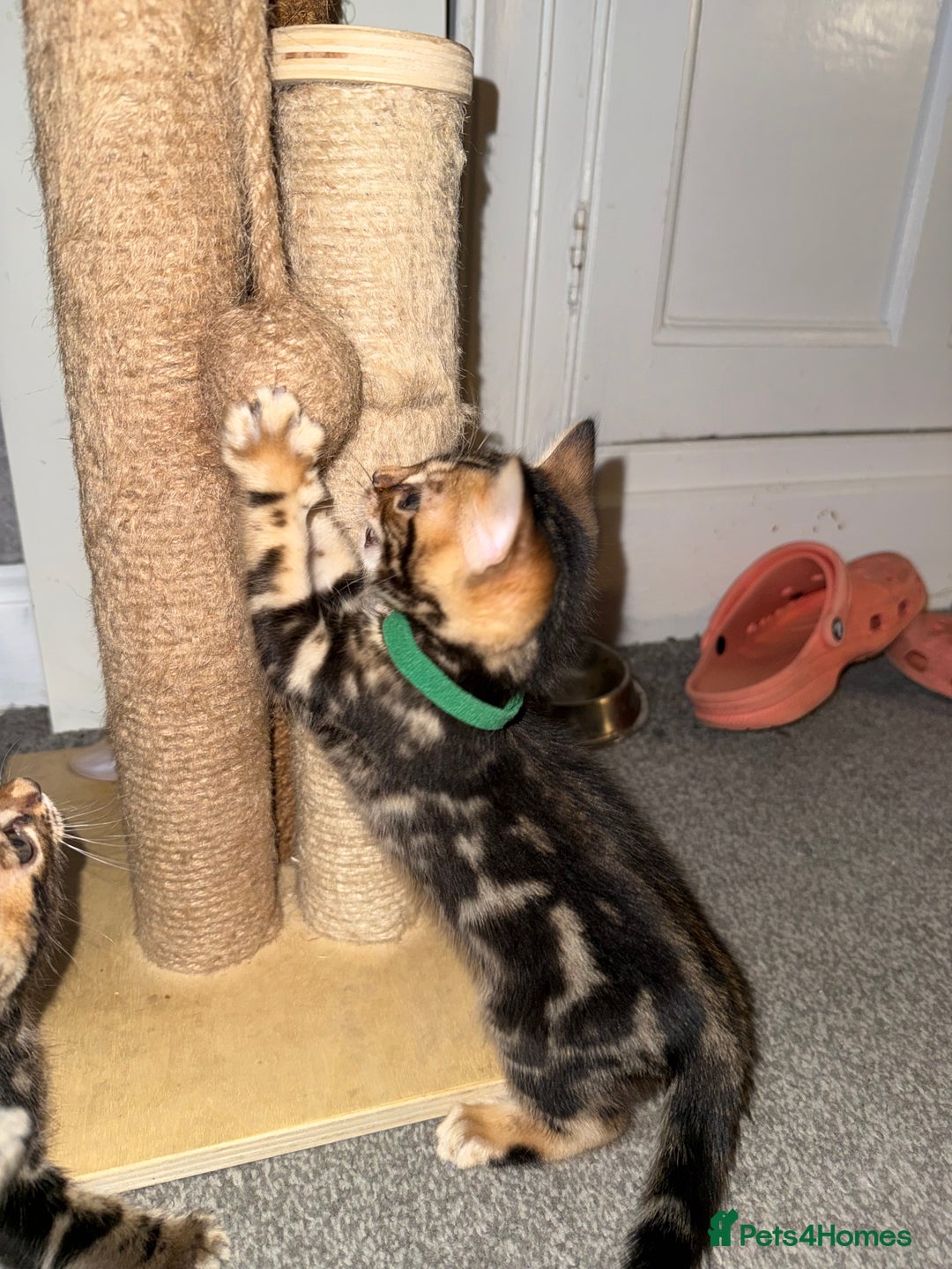 Bengal cats for sale: 6 Stunning Bengal kittens - Image 17