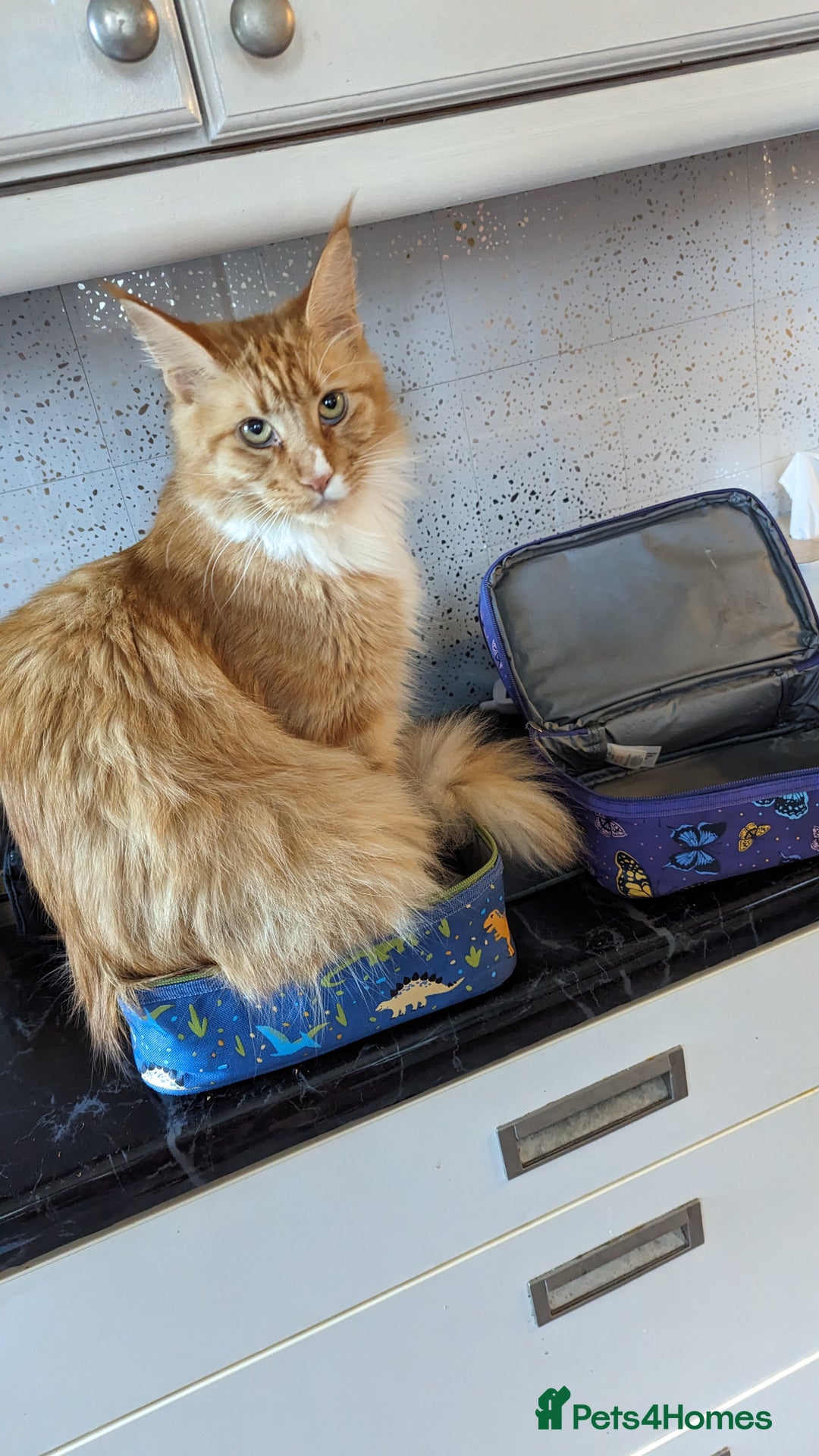 Maine Coon cats for sale: ✨ Two Beautiful Retired Pedigree Maine Coons ✨  - Advert 9