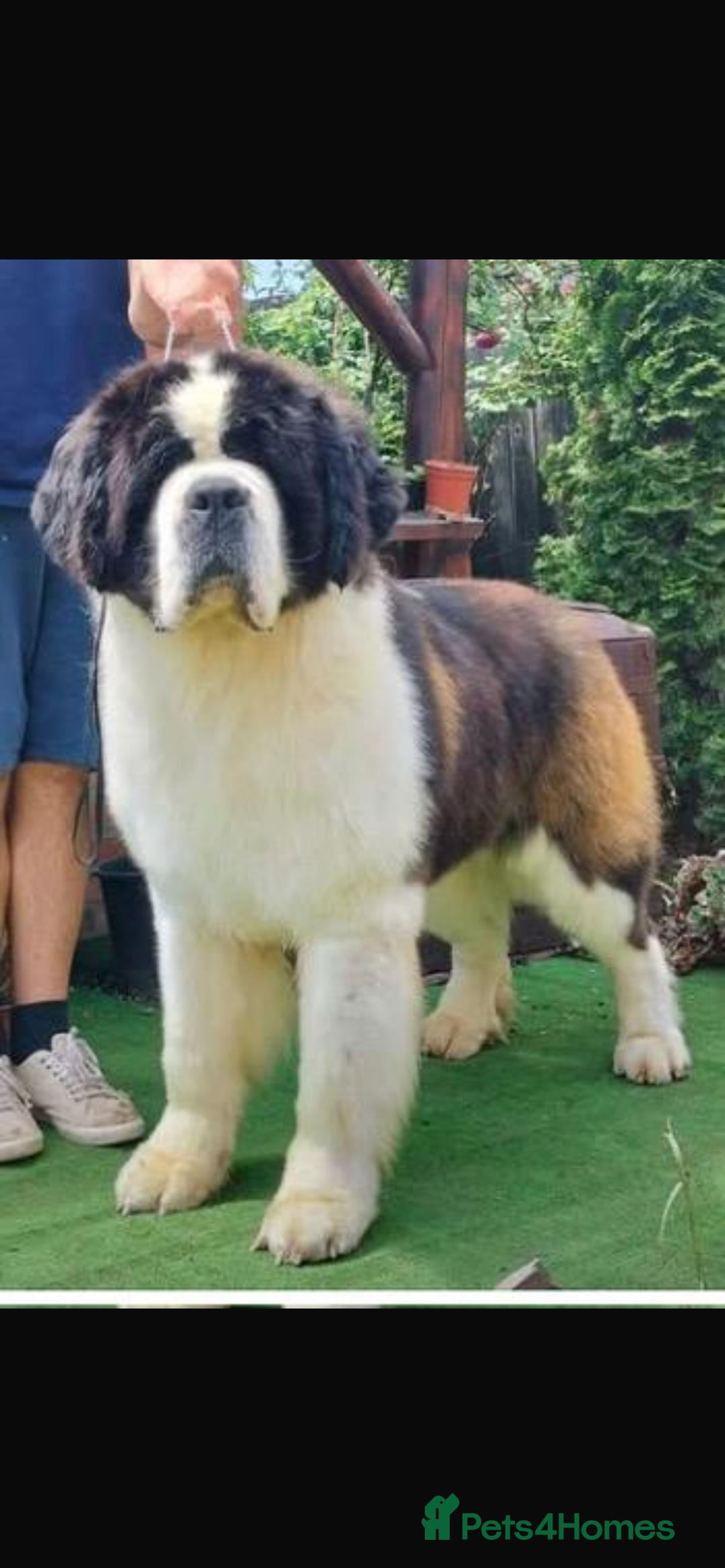 Saint Bernard dogs for sale: Stunning KC reg Saint Bernard puppies  - Image 21