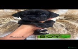 Mixed Breed dogs for sale: 🏡 Staff x American Bulldog Puppies  - Image 27