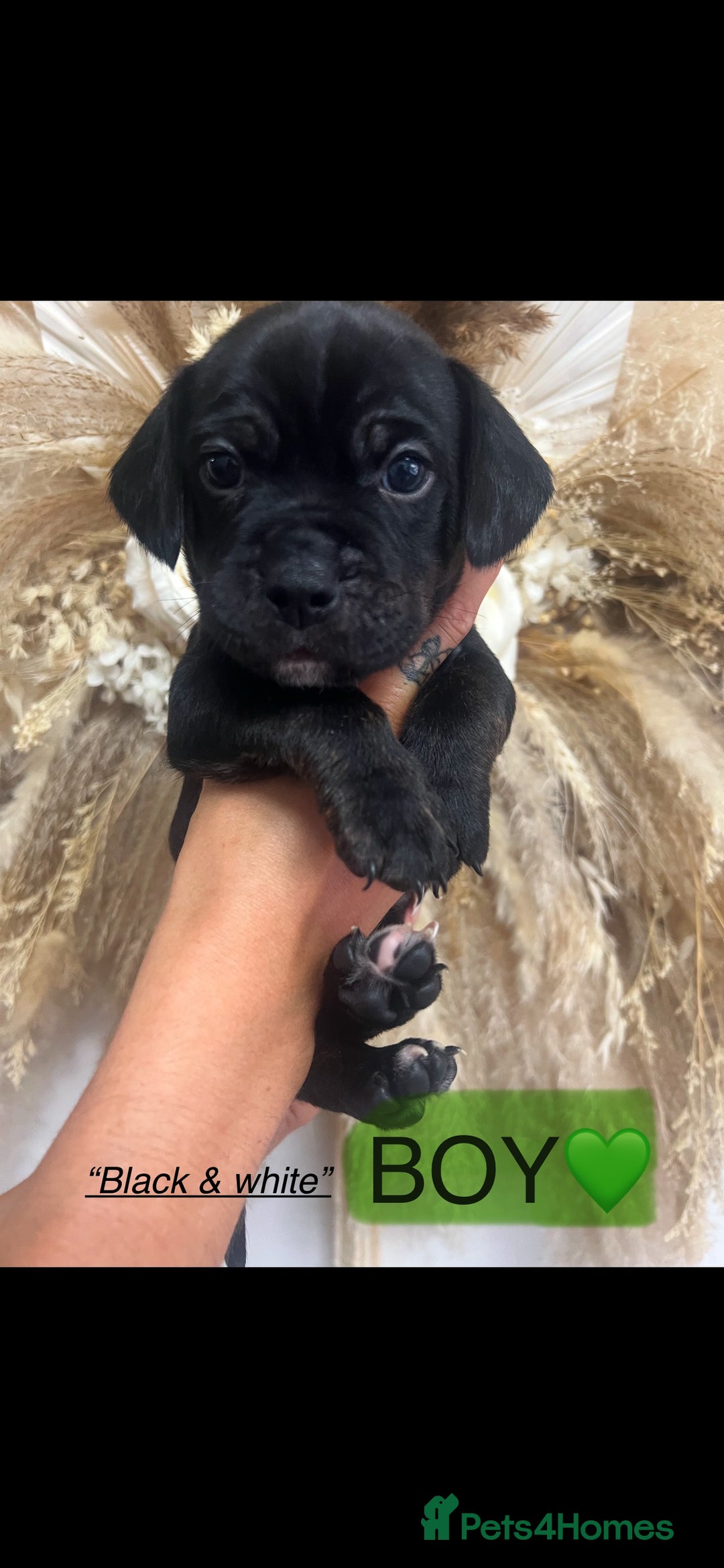 Mixed Breed dogs for sale: 🏡 Staff x American Bulldog Puppies  - Image 27