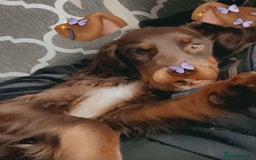 Cocker Spaniel dogs for stud: Buddy  in North Shields - Image 2