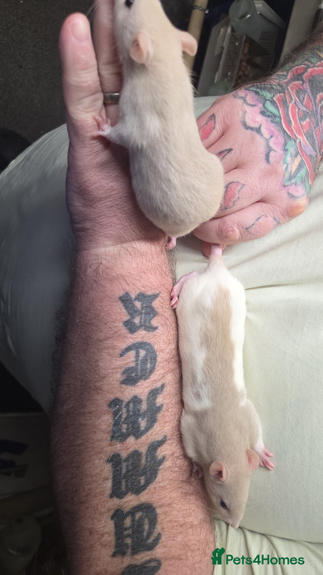 Rat rodents for sale: Male and female baby rats  - Advert 2