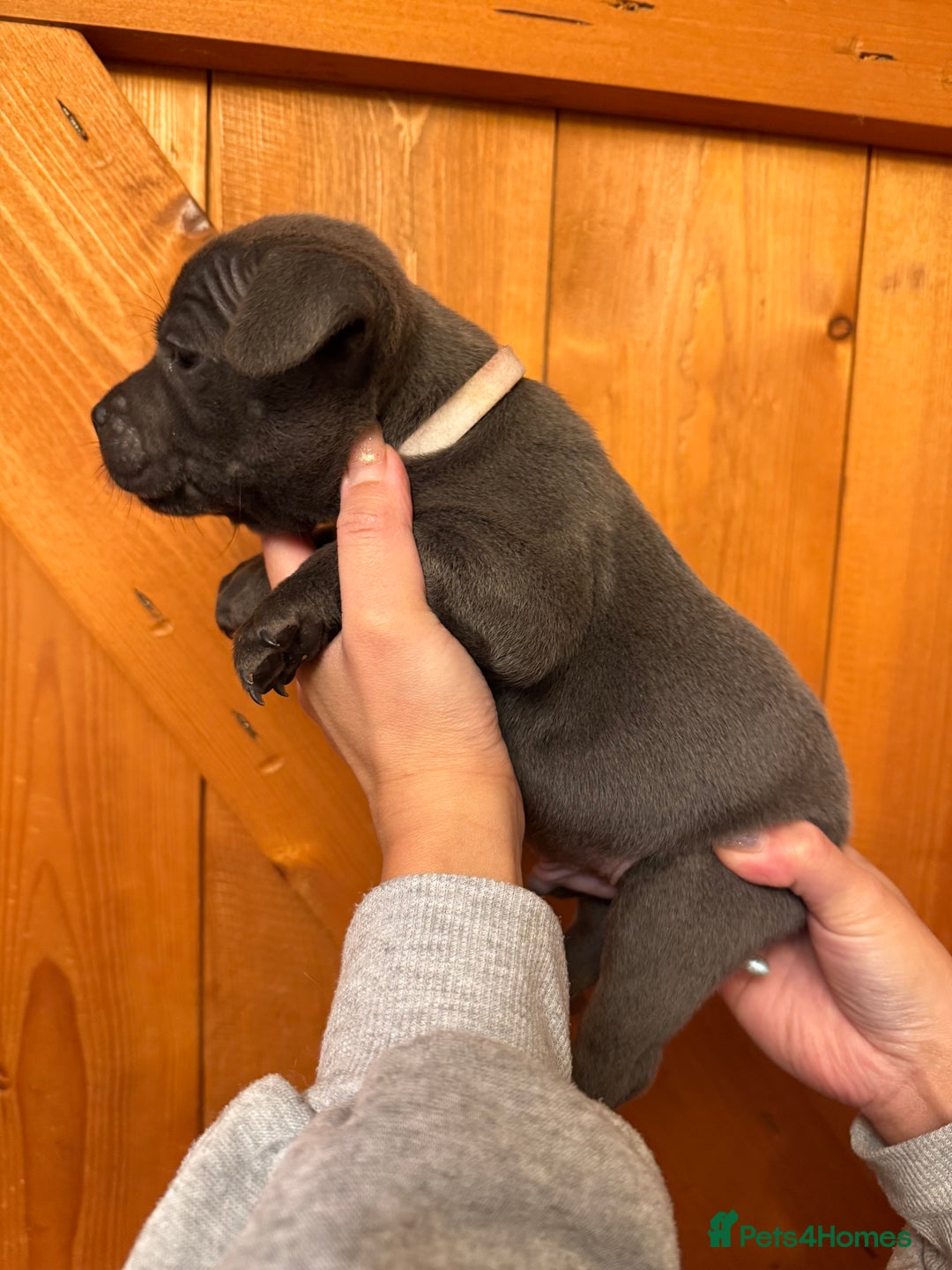 Staffordshire Bull Terrier dogs for sale: KC Registered/Health Tested Blue SBT Puppies - Advert 8