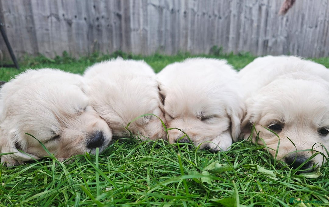 Golden Retriever dogs for sale: Cream Golden Retriever Puppies –Family Raised  - Image 6