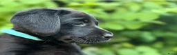 Labrador Retriever dogs for sale: Outstanding Labrador Puppies–Exceptional Pedigree - Advert 2