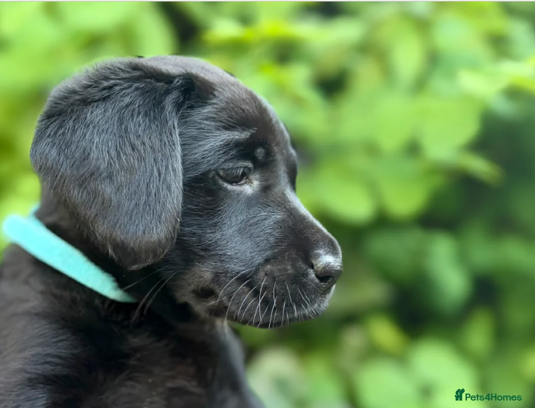 Labrador Retriever dogs for sale: Outstanding Labrador Puppies–Exceptional Pedigree - Advert 2