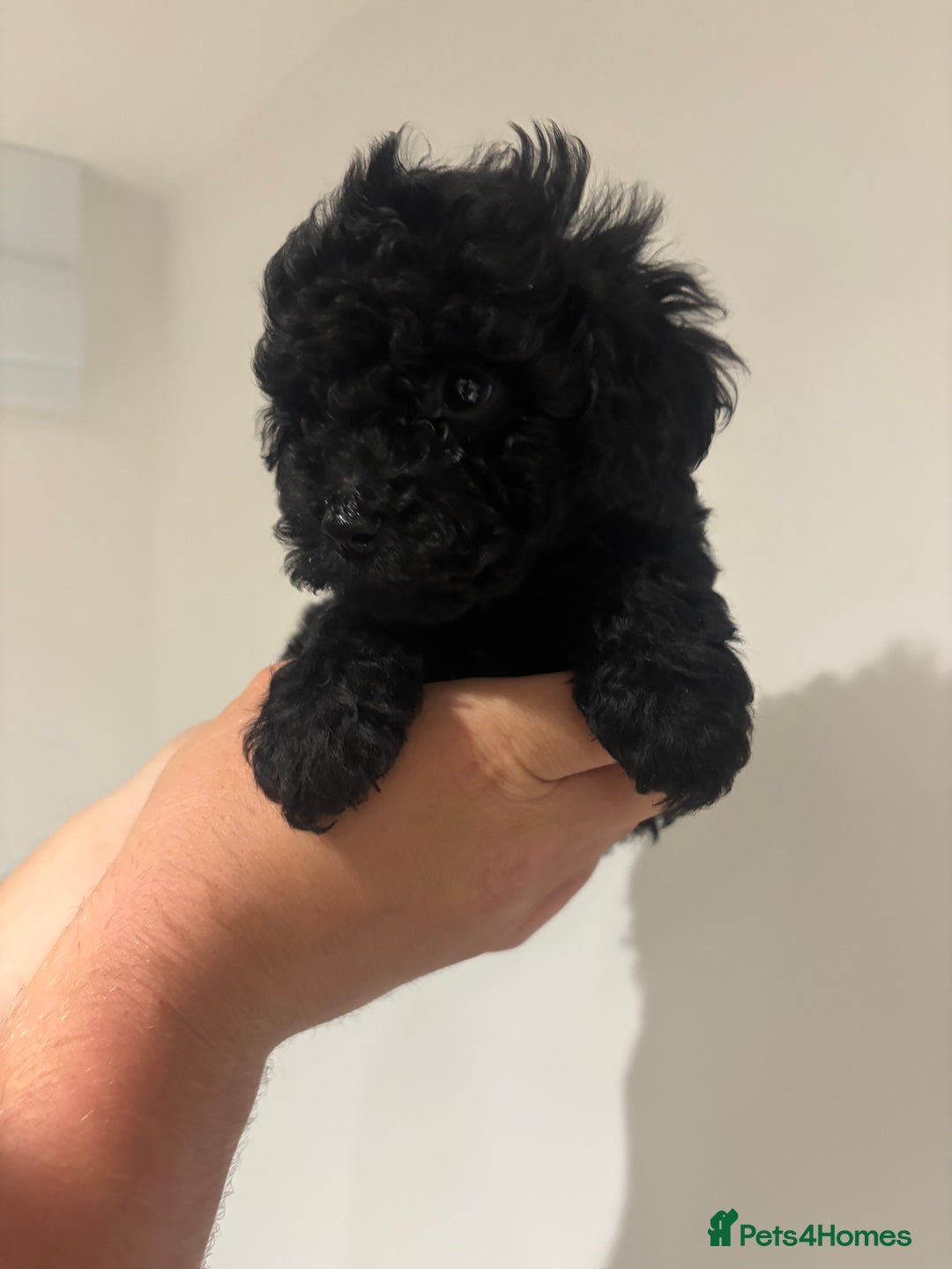 Cockapoo dogs for sale: Black cockapoo puppies  - Image 7