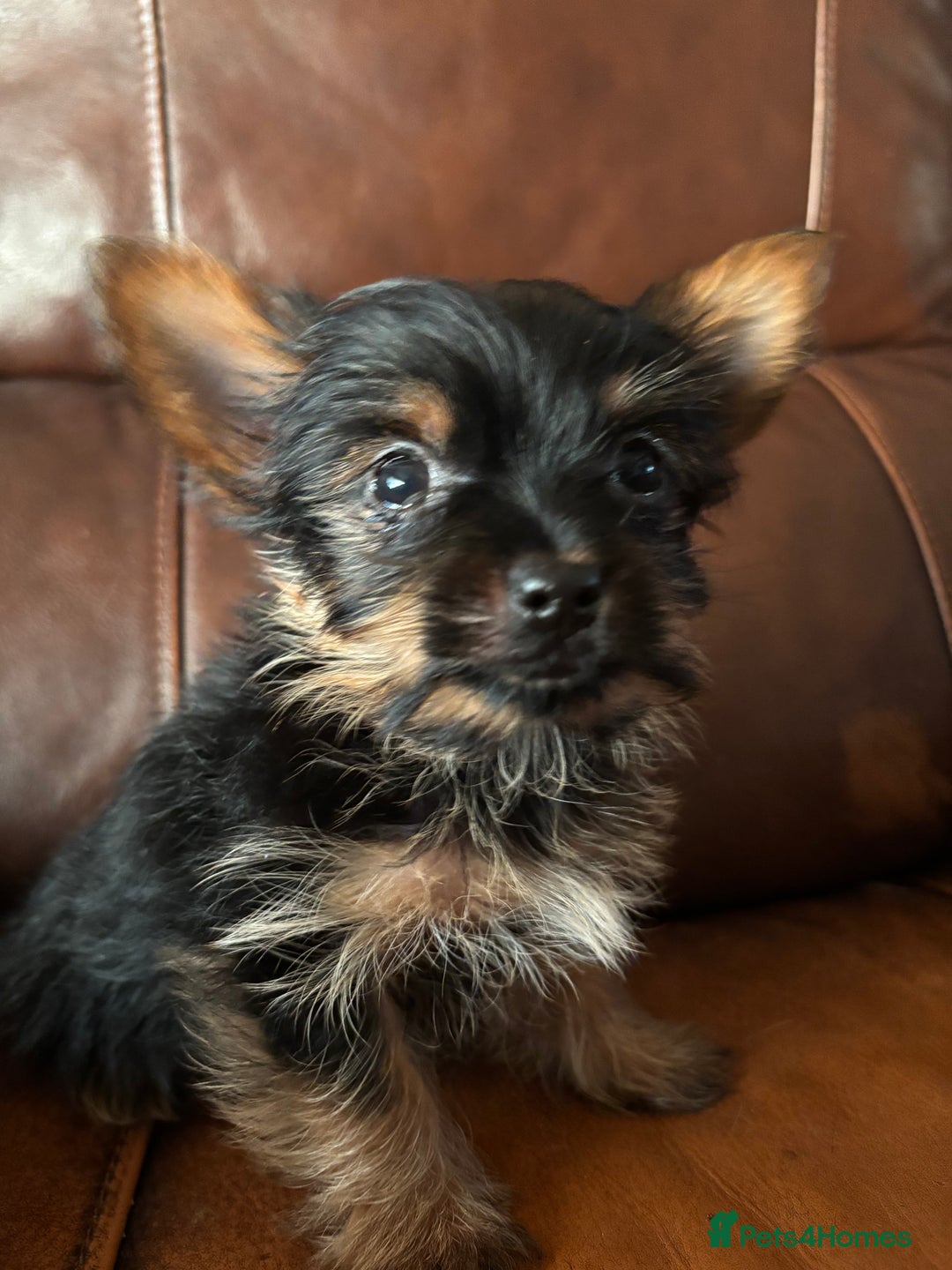 Yorkshire Terrier dogs for sale: Stunning miniature Yorkshire terrier puppies - Advert 9