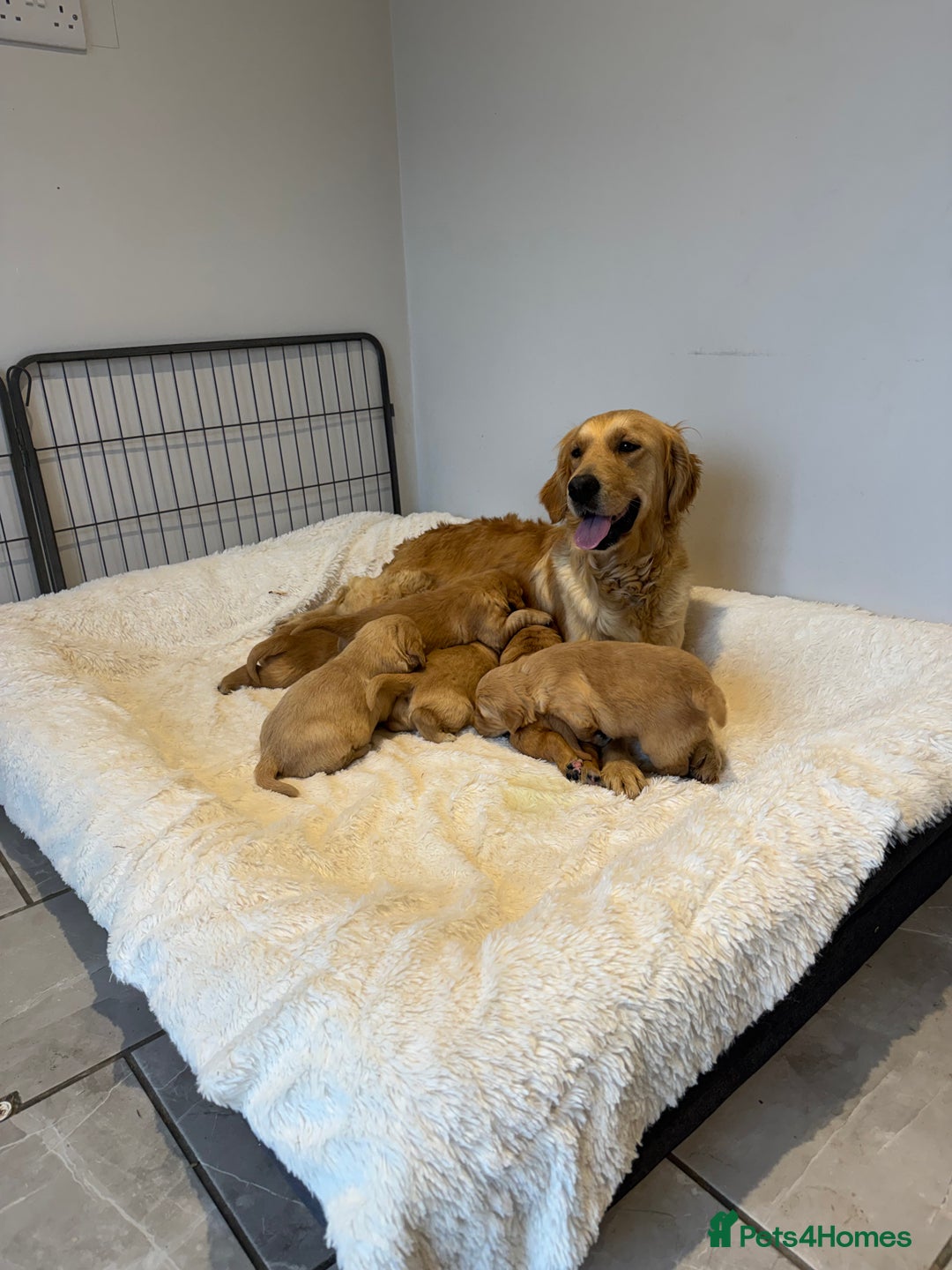 Golden Retriever dogs for sale: Beautiful KC Golden Retriever’s Health tested - Advert 10