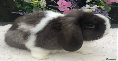 Mini Lop rabbits - Advert 10
