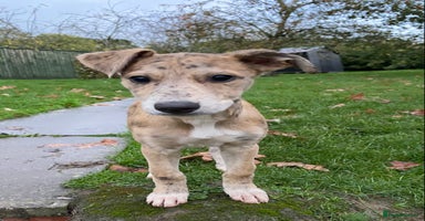 Mixed Breed dogs - Advert 4