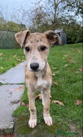 Mixed Breed dogs - Advert 4