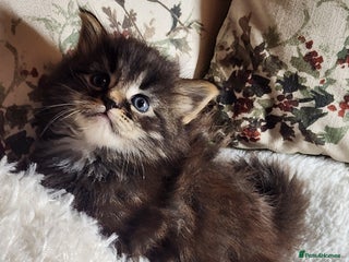 Maine Coon cats Maine coon Kittens are absolutely Gorgeous - Advert 1