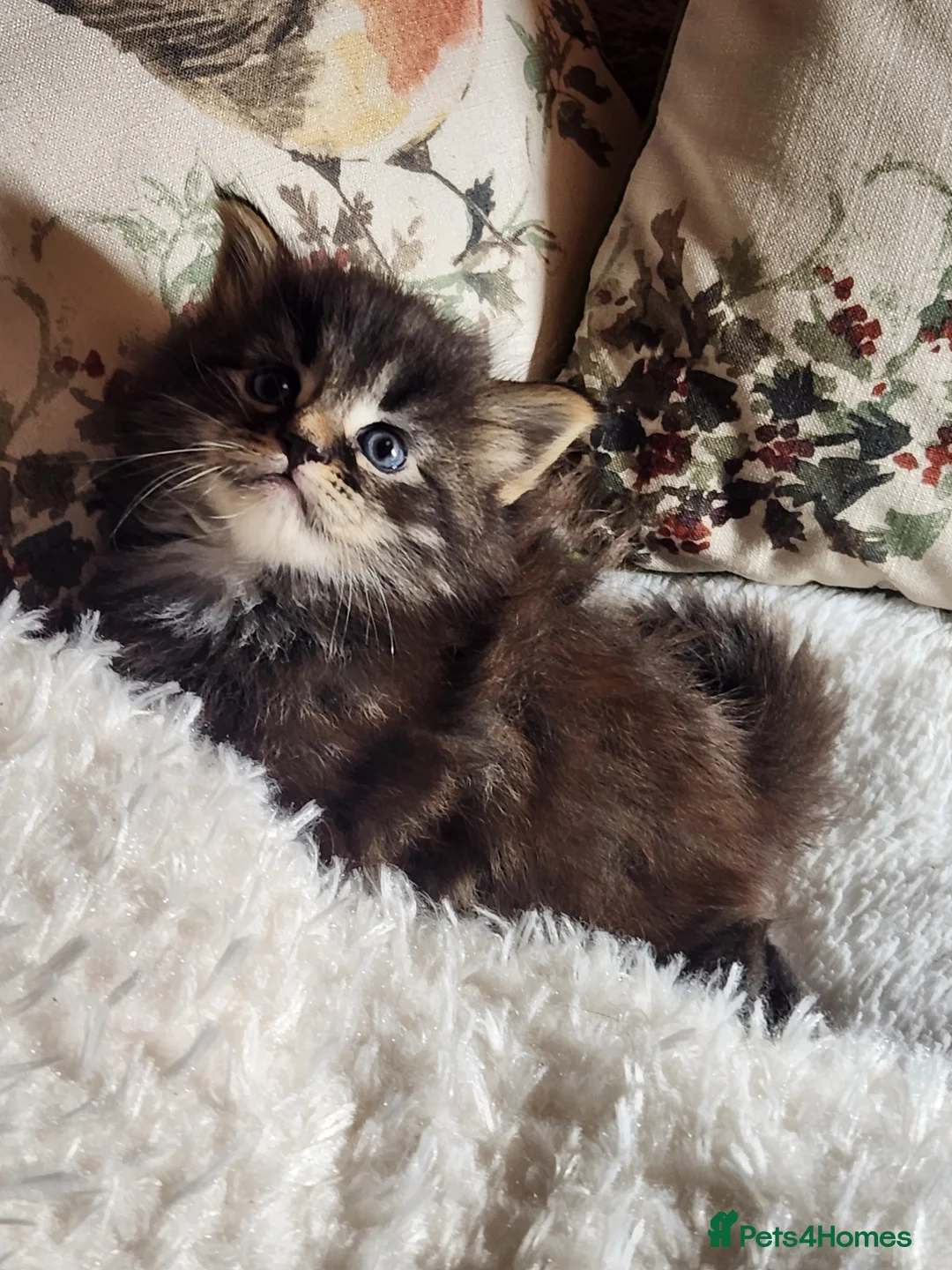 Maine Coon cats for sale:  Ready Now! Maine coon Kittens  - Advert 3