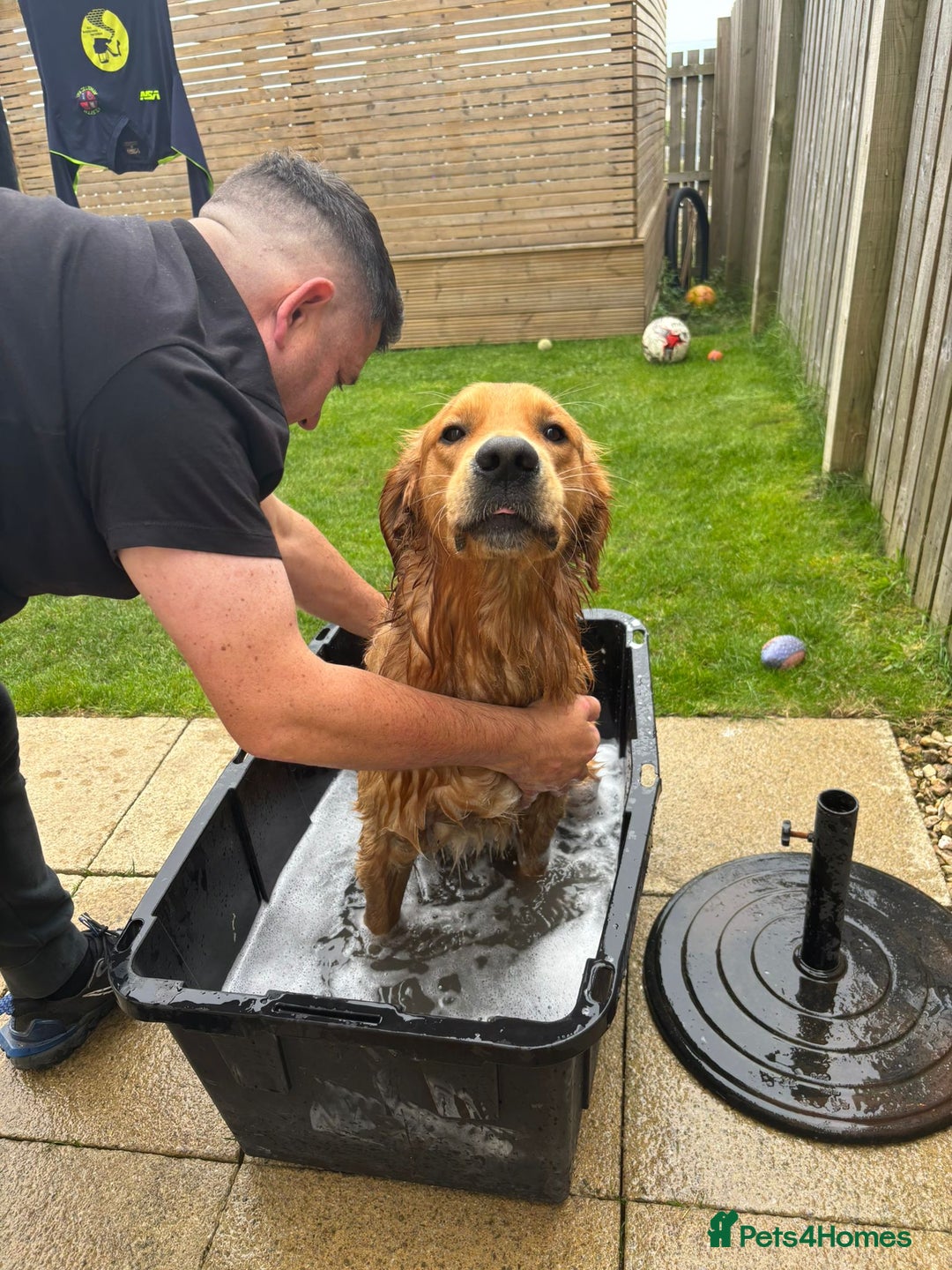 Golden Retriever dogs for stud: Beau - Stunning Golden Retriever for Stud Glasgow in Glenboig - Advert 6