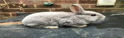 Rex rabbits for sale: Stunning baby blue, mini rex  - Advert 2