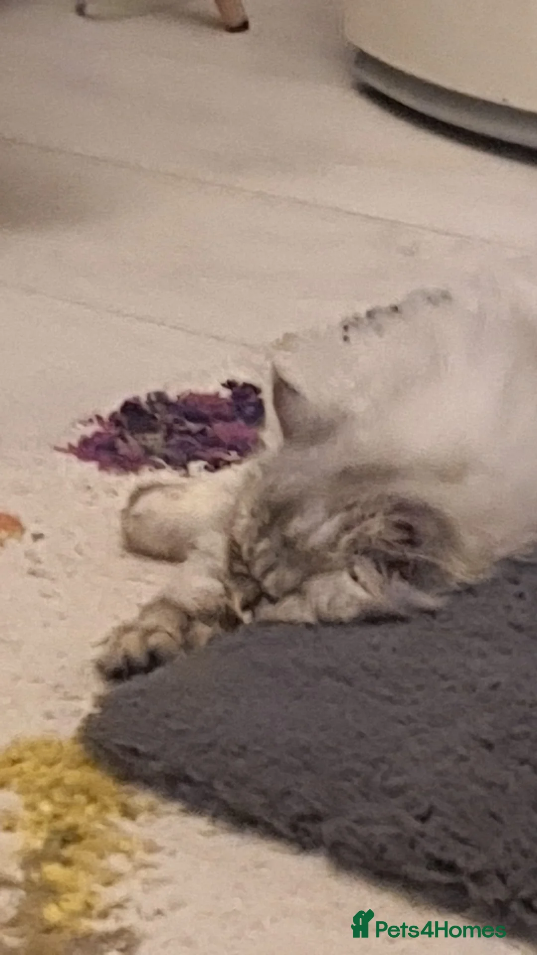 Persian cats for sale: Persian Chinchilla  - Advert 7