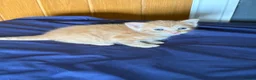 Mixed Breed cats for sale: 3 kittens for sale  - Advert 23