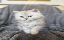 British Longhair cats for sale: Stunning fluffy Maine coon x british longhair  - Image 17