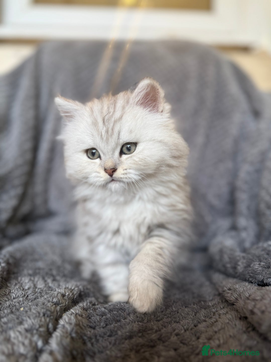 British Longhair cats for sale: Stunning fluffy Maine coon x british longhair  - Image 17