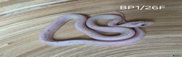 Corn Snake reptiles for sale: Palmetto and caramel palmetto corn snakes  - Advert 7
