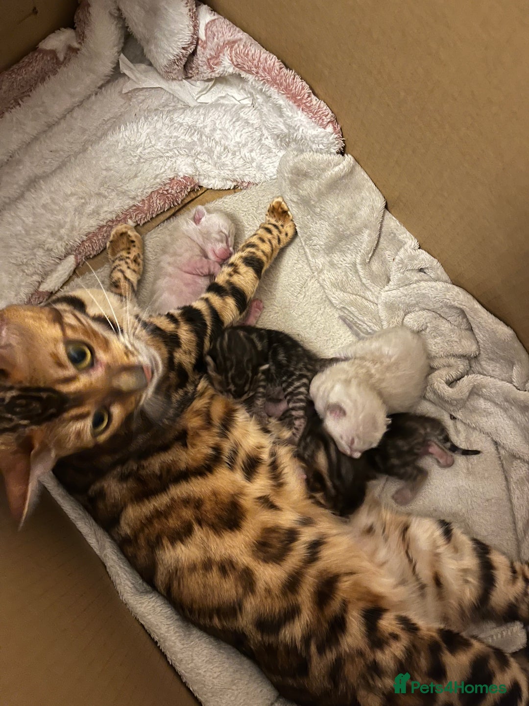 Bengal cats for sale: 2 Brown 2 Snow Lynx Bengals - Image 10