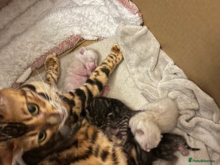 Bengal cats 2 Brown 2 Snow Lynx Bengals - Advert 8