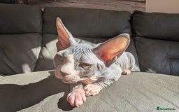 Sphynx cats for sale: Last sphynx kitten! - Image 5