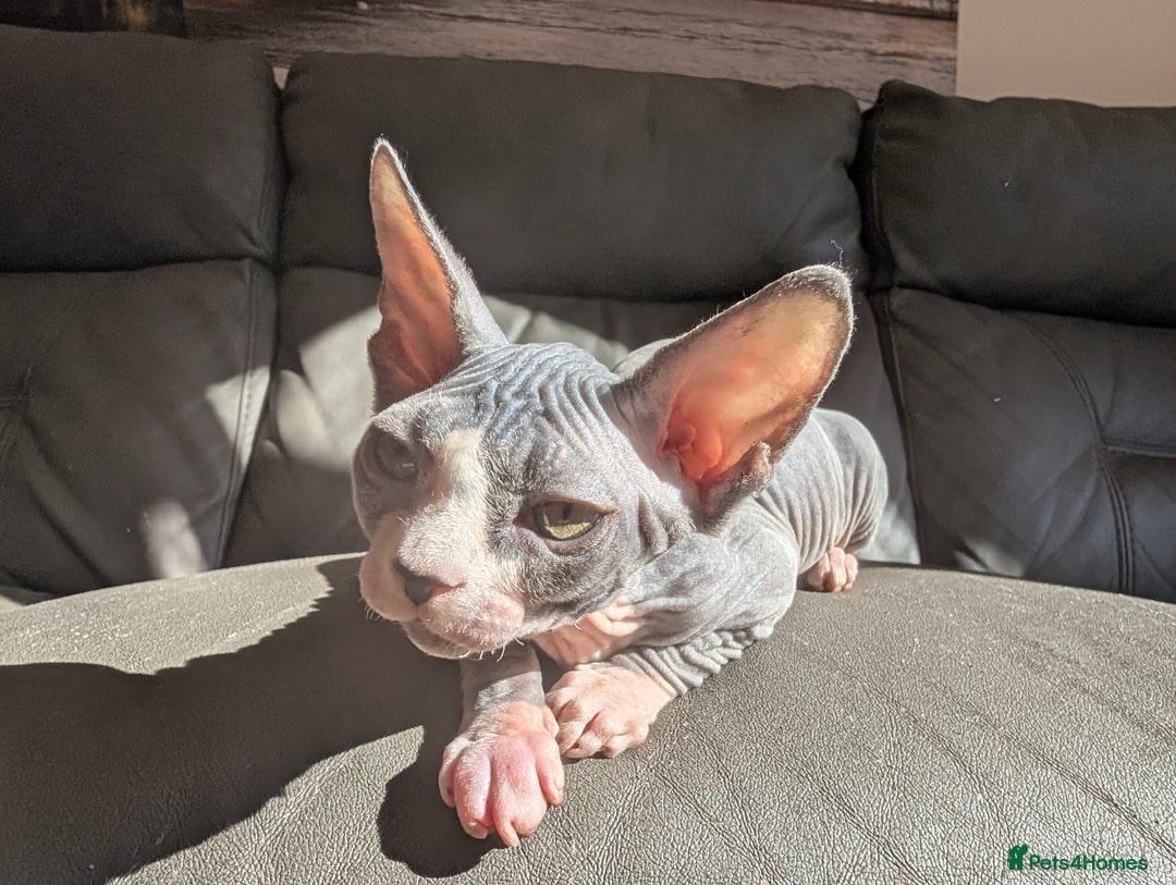 Sphynx cats for sale: Last sphynx kitten! - Image 5
