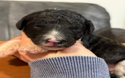 Sheepadoodle dogs for sale: Lovely Litter of F1 Sheepadoodles 5⭐️ license  - Image 11