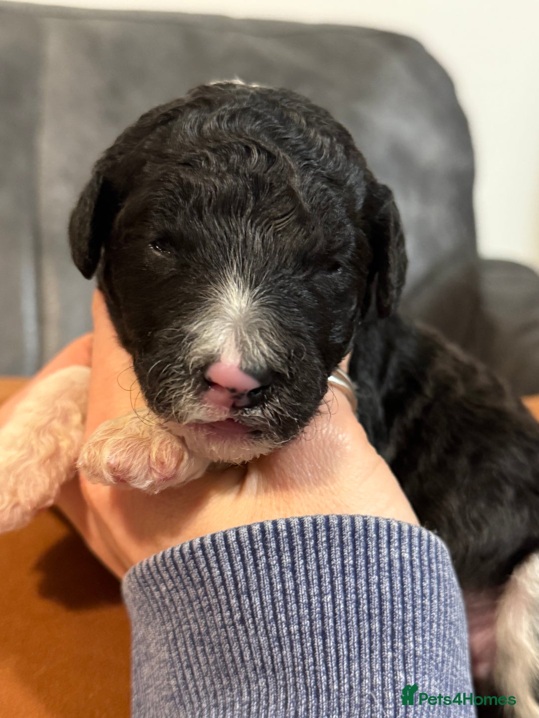 Sheepadoodle dogs for sale: Lovely Litter of F1 Sheepadoodles 5⭐️ license  - Image 11