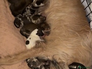 Lurcher dogs 1 boy still available - Advert 6