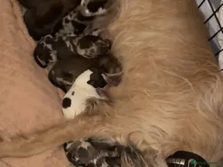 Lurcher dogs 1 boy still available - Advert 15