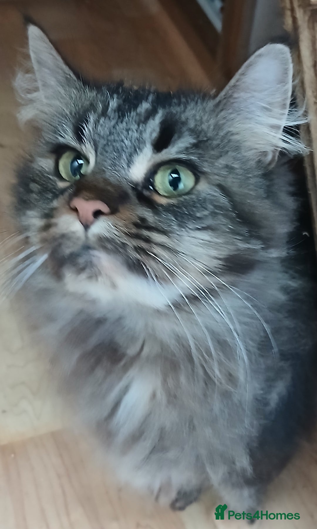 Maine Coon cats for sale: Loving TICA reg female for sale - Advert 3