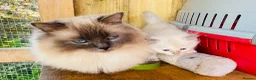 Ragdoll cats for sale: GCCF registered male ragdoll cat  - Advert 7