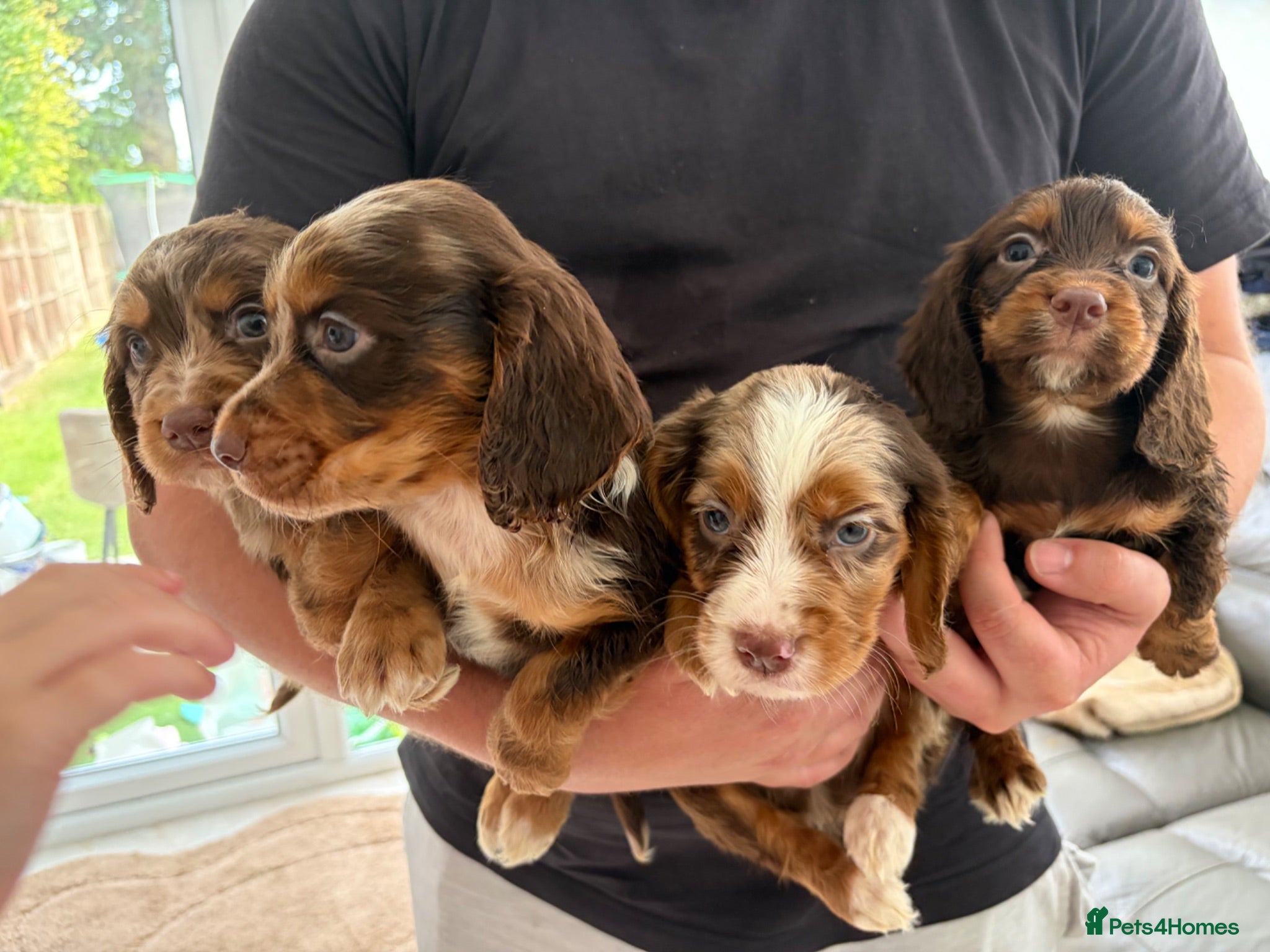 Cocker Spaniel dogs Cocker spaniel supplies for sale - Advert 9