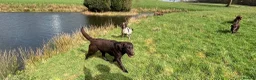 Labrador Retriever dogs for sale: 0/0 hips ⭐️ HEALTH TESTED KC REG chocolate puppies in Llanybydder - Advert 8