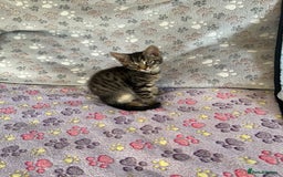 Mixed Breed cats for sale: Mixed breed adorable kittens in Waltham Cross - Image 7