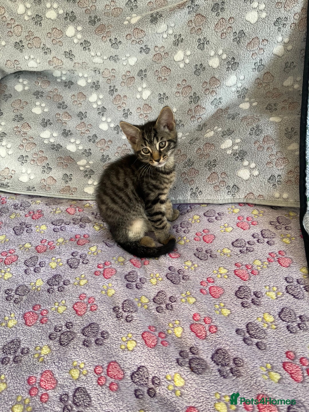 Mixed Breed cats for sale: Mixed breed adorable kittens in Waltham Cross - Image 7