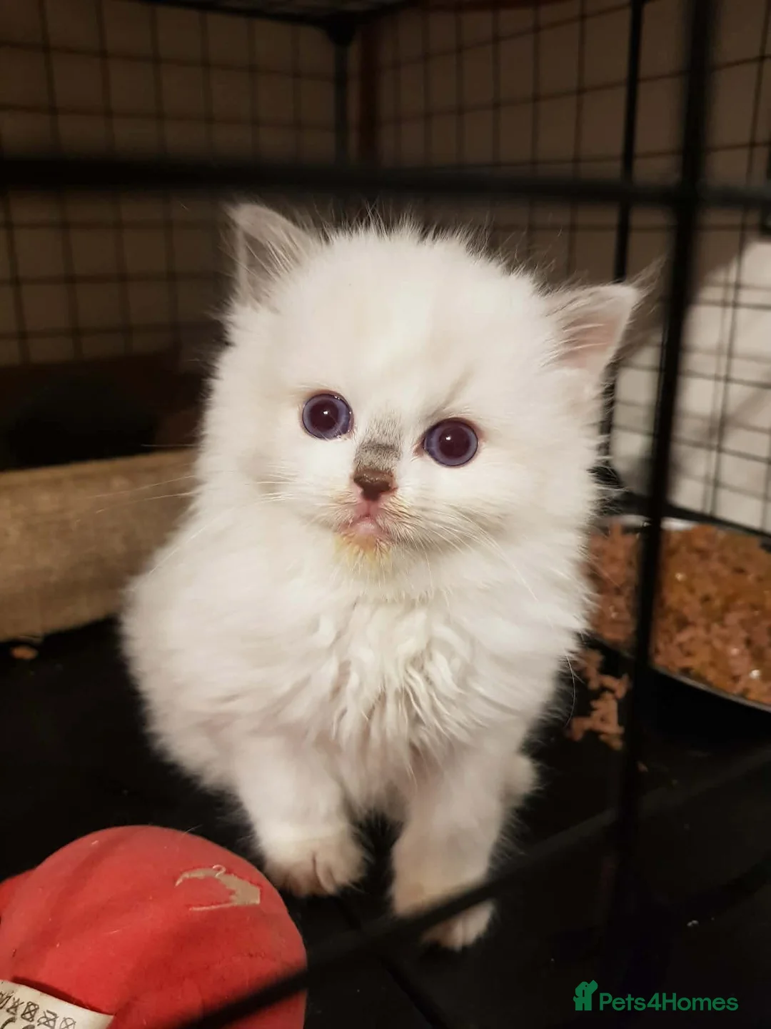 Ragdoll cats for sale: Ragdoll kittens ready now - Advert 1
