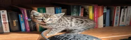 Mixed Breed cats for sale: Gorgeous Kittens Ready for their new homes now.  - Advert 23