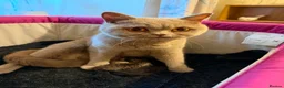 British Shorthair cats for sale: British Shorthair X Bengal Kittens - Advert 12