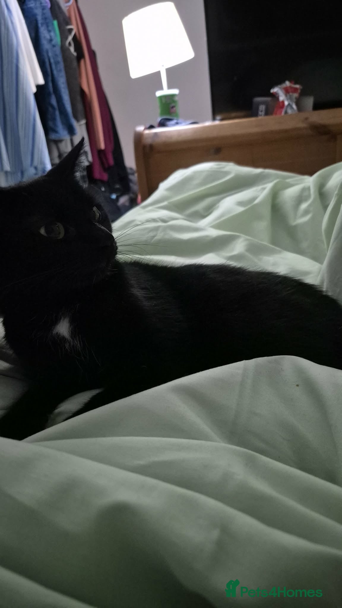 Mixed Breed cats 1 male and 1 female kitten  - Advert 3