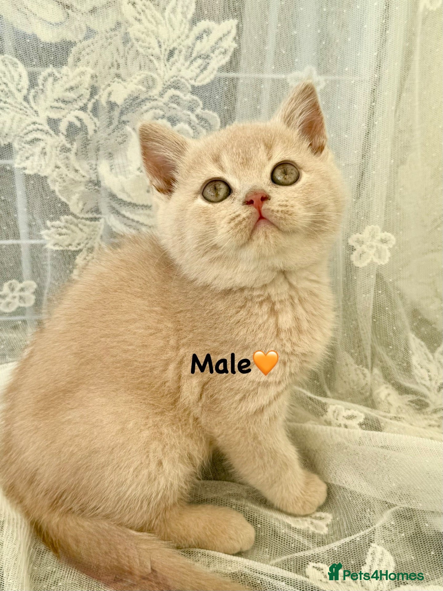 British Shorthair cats Tortieshell & Cream BSH kittens ready to leave now - Advert 1